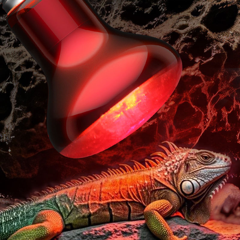 Reptile Heat Lamp 100V/220V In - Gecko Lighting & Decor のレビューと価格