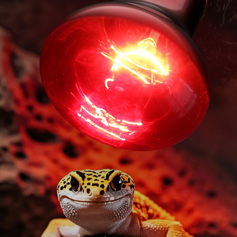 Reptile Heat Lamp 100V/220V In - Gecko Lighting & Decor のレビューと価格