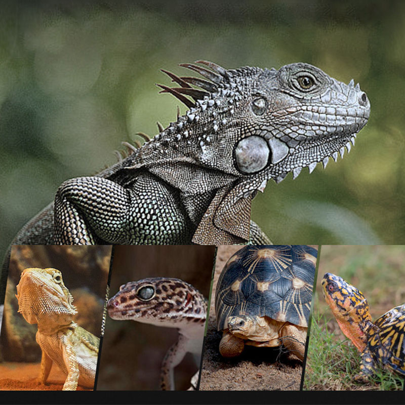 Reptile Heat Lamp 100V/220V In - Gecko Lighting & Decor のレビューと価格